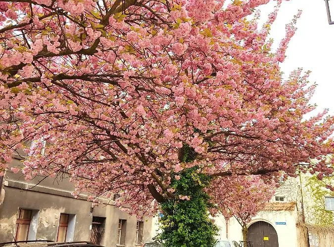 Przy Zamku * Pszczyna